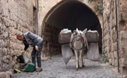 Mardin’de ‘çalışan eşekler’ emekliye ayrılıyor