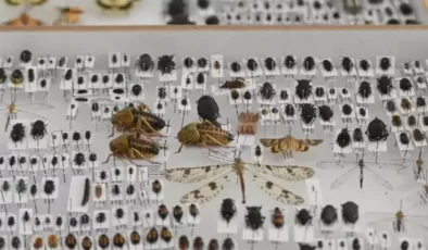 Karamanlı Mühendis, Ailesinin İsimlerini Taşıyan Yeni Böcek Türleri Keşfetti